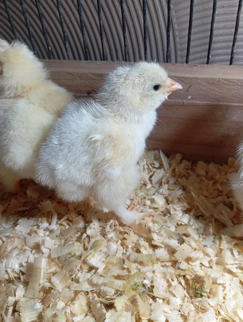 white heavy buff chicks available 1