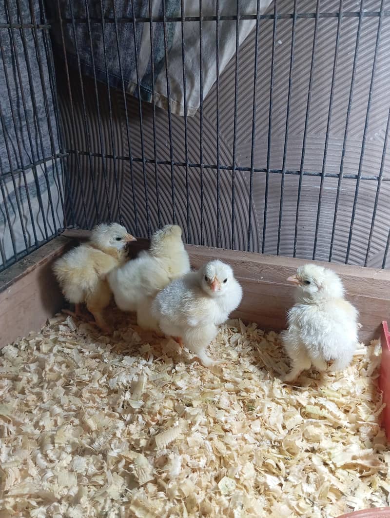 white heavy buff chicks available 2