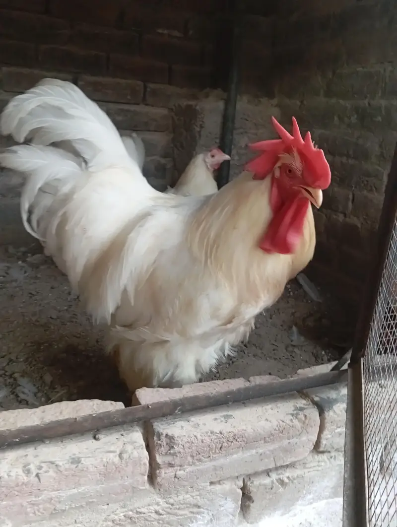 white heavy buff chicks available — photo 4