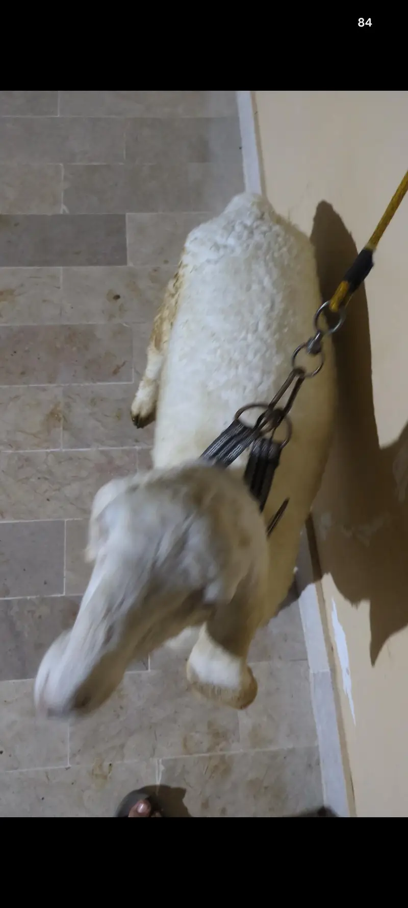 larkana dumba for sale age takriban 5 mahine contact 03373123229