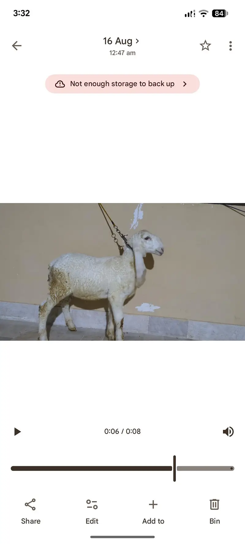 larkana dumba for sale age takriban 5 mahine contact 03373123229 — photo 2