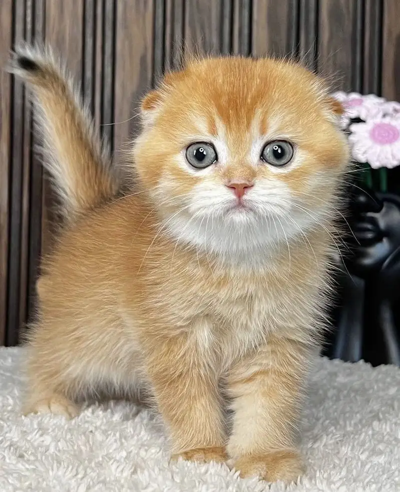 Golden Scottish Fold Kitten | Imported — photo 2
