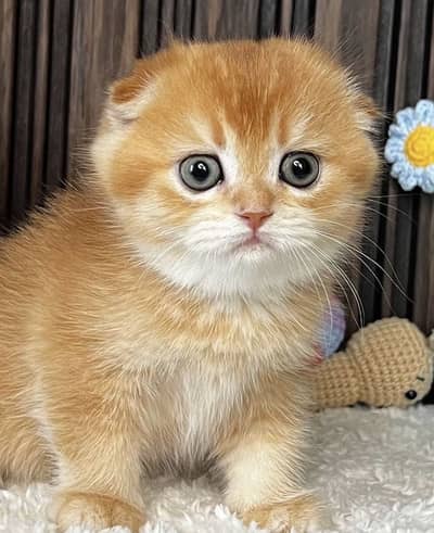 Golden Scottish Fold Kitten | Imported