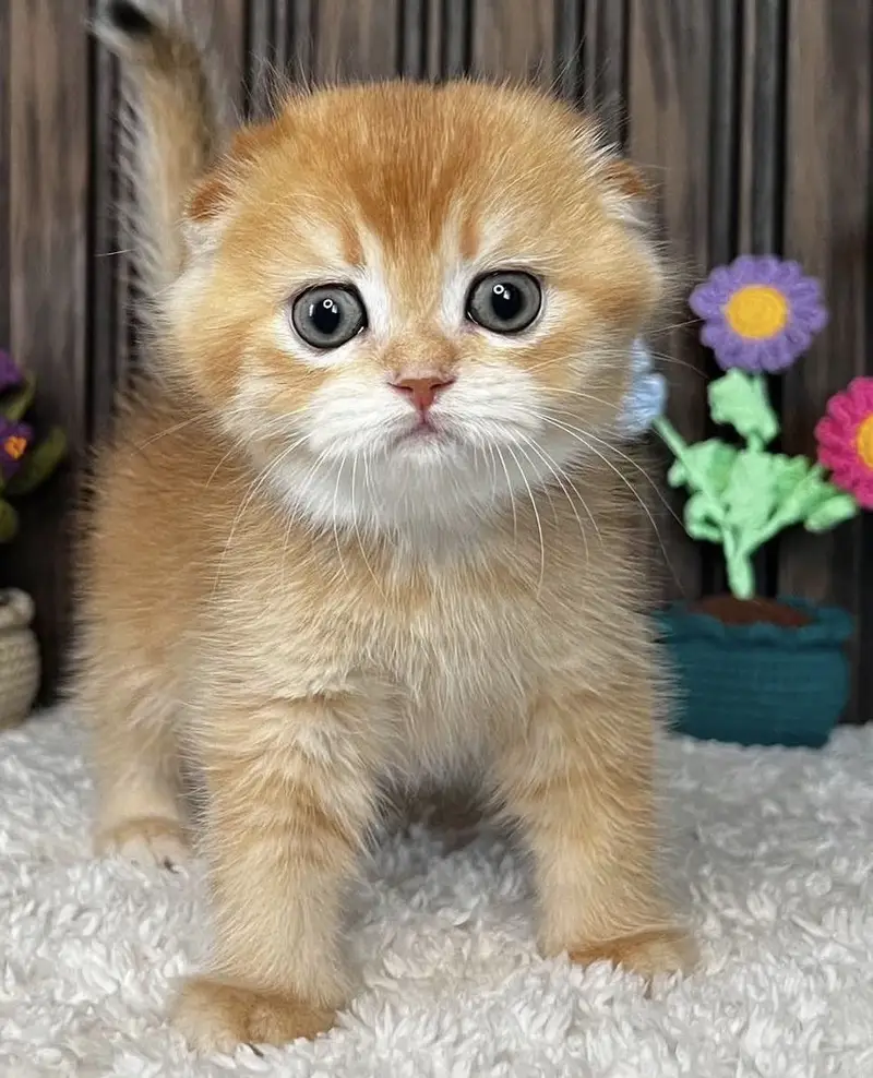 Golden Scottish Fold Kitten | Imported — photo 3