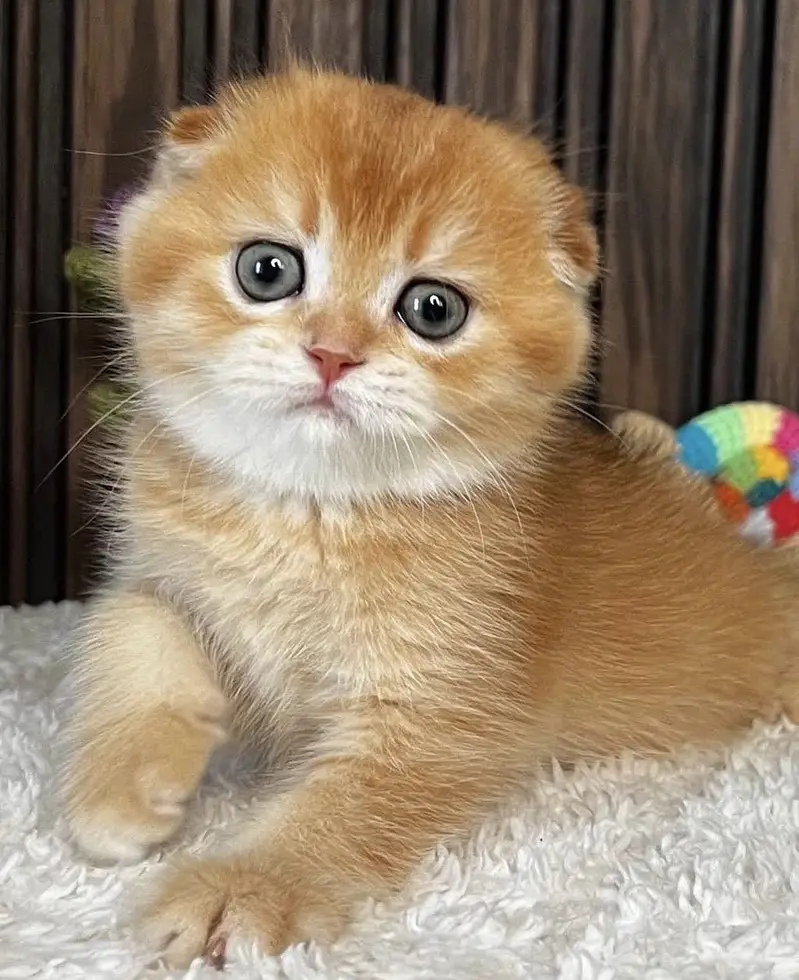 Golden Scottish Fold Kitten | Imported — photo 4