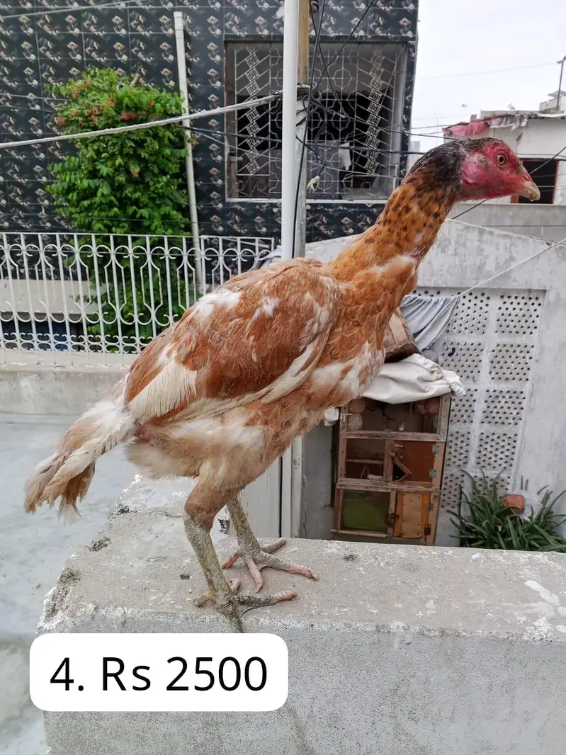 Aseel Murga & Murgiya — photo 7