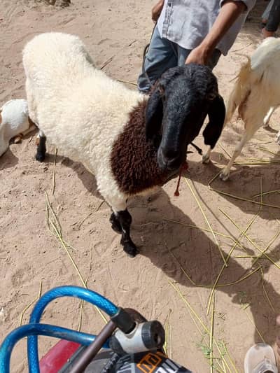 bakra n dumbi