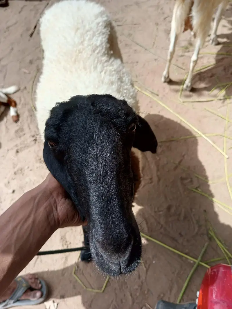 bakra n dumbi — photo 2