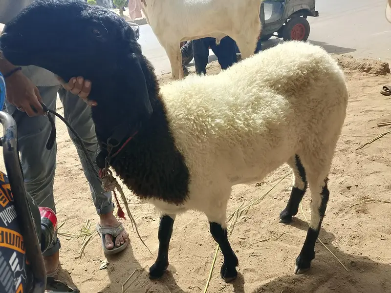 bakra n dumbi — photo 3