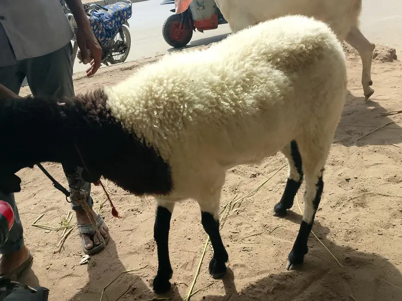 bakra n dumbi — photo 4