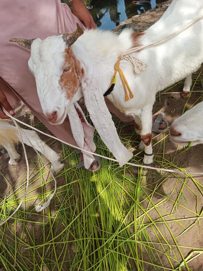 bakra n dumbi — photo 5