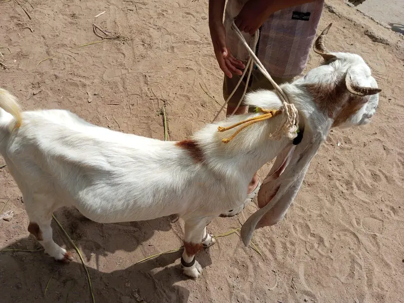 bakra n dumbi — photo 6