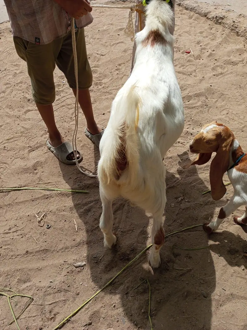 bakra n dumbi — photo 7
