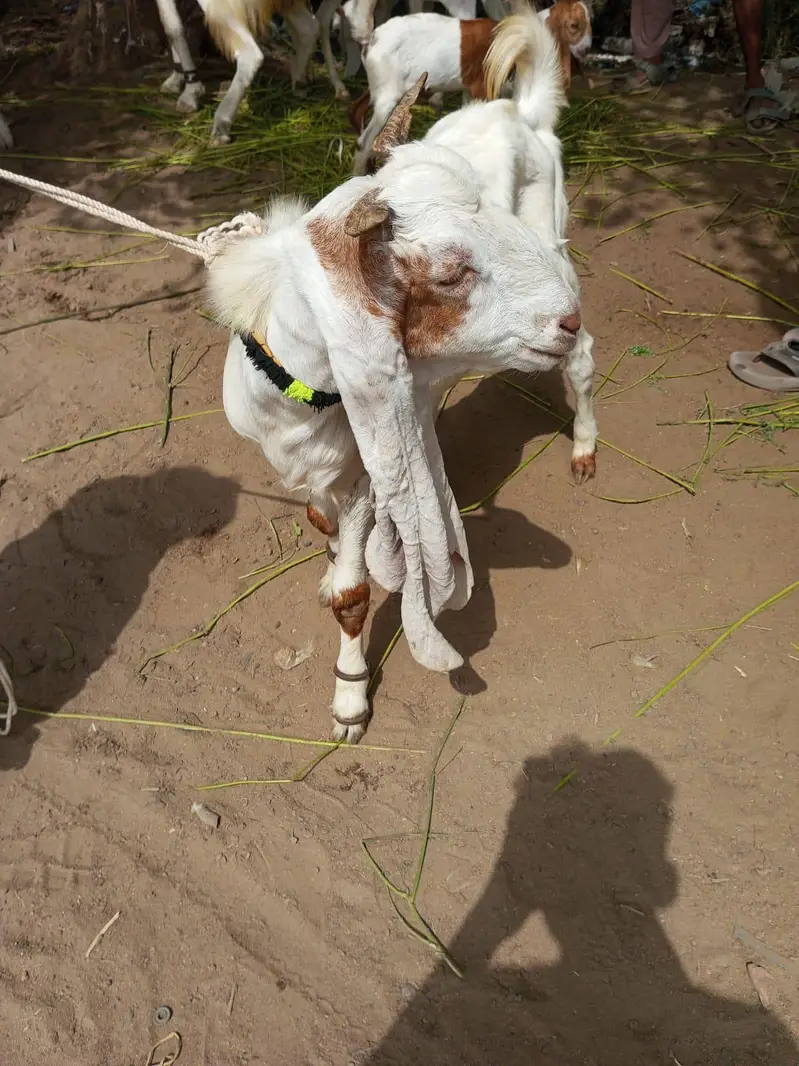 bakra n dumbi — photo 8