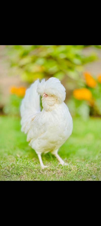 High Quality chicks