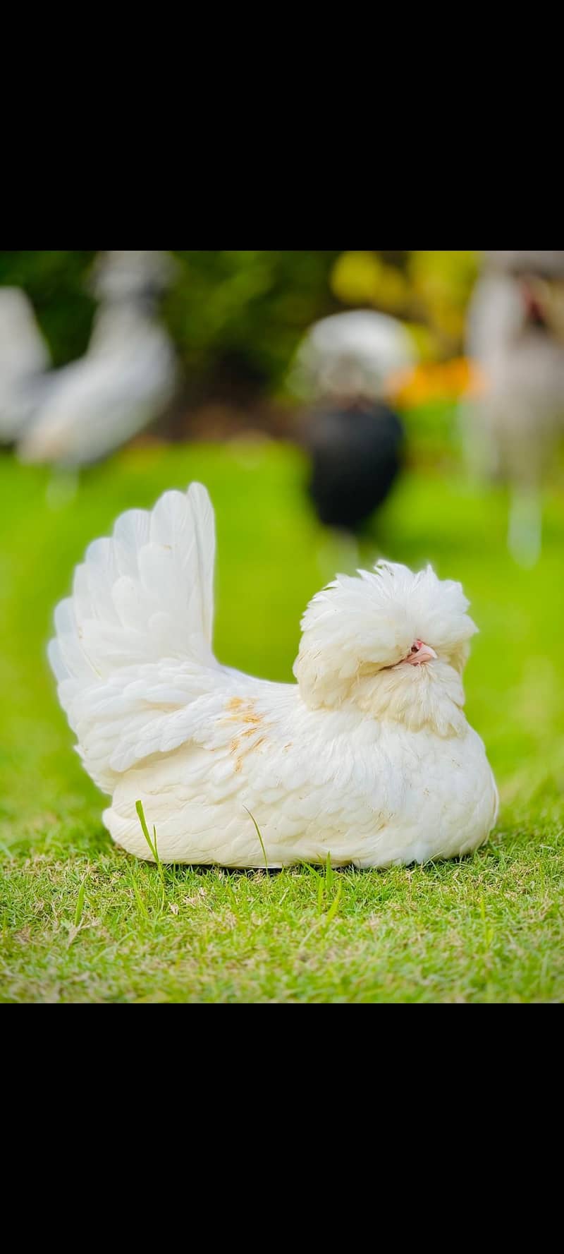 High Quality chicks 1