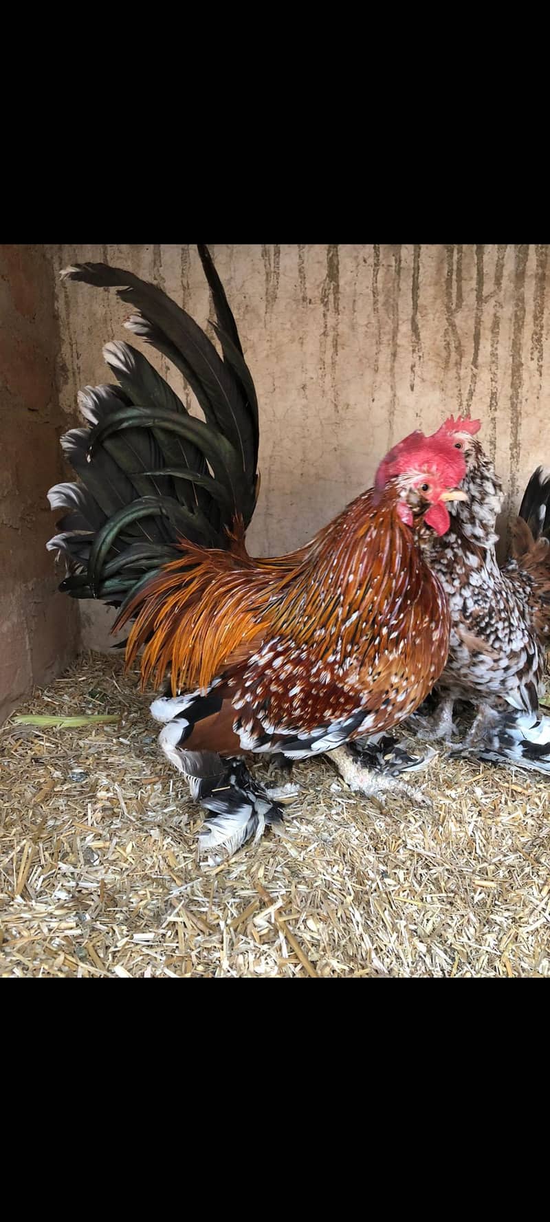 High Quality chicks 3