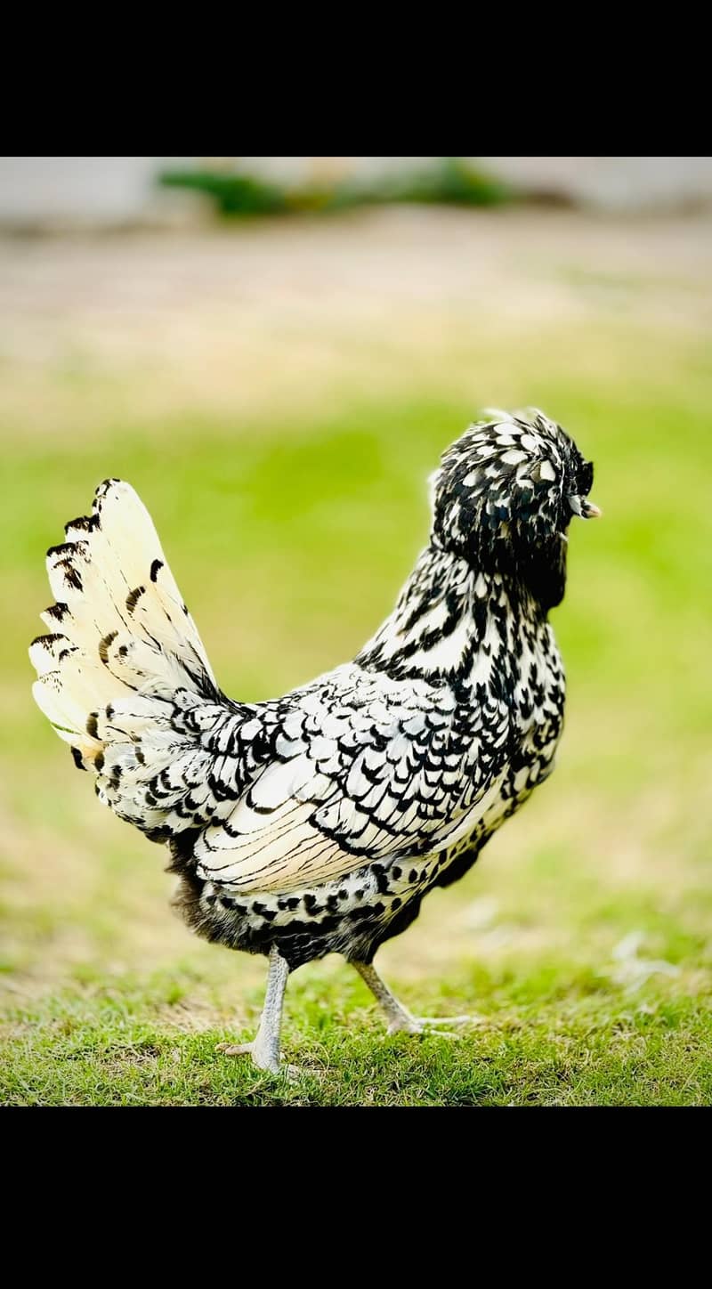 High Quality chicks 5