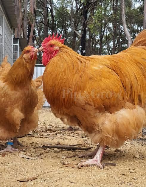 High Quality chicks 6