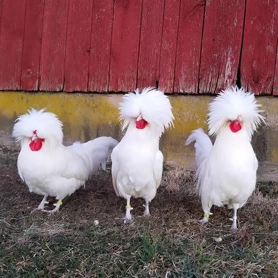 High Quality chicks 8