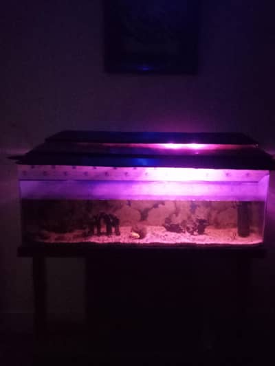 aquarium
