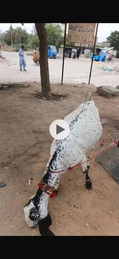 tayar makka cheni gabban bakri