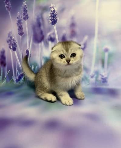 Scottish Fold | Imported