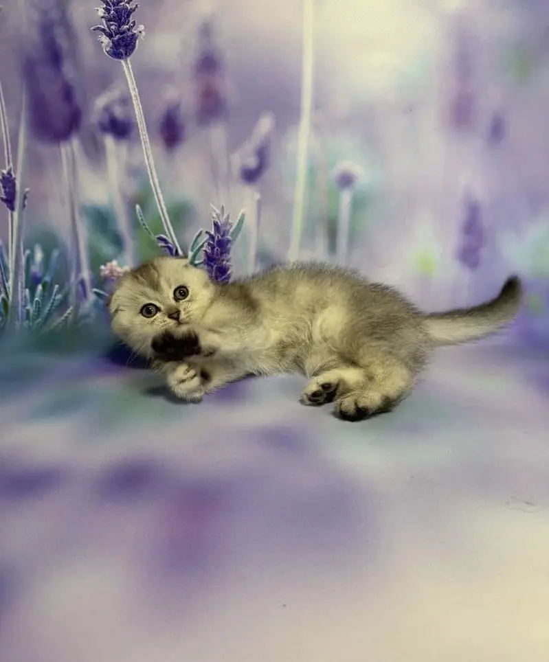 Scottish Fold | Imported — photo 2