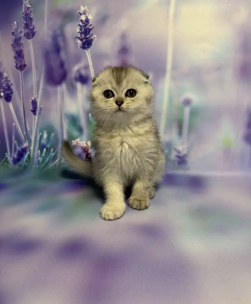 Scottish Fold | Imported — photo 3
