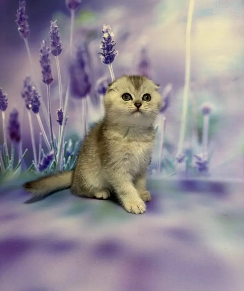 Scottish Fold | Imported — photo 4