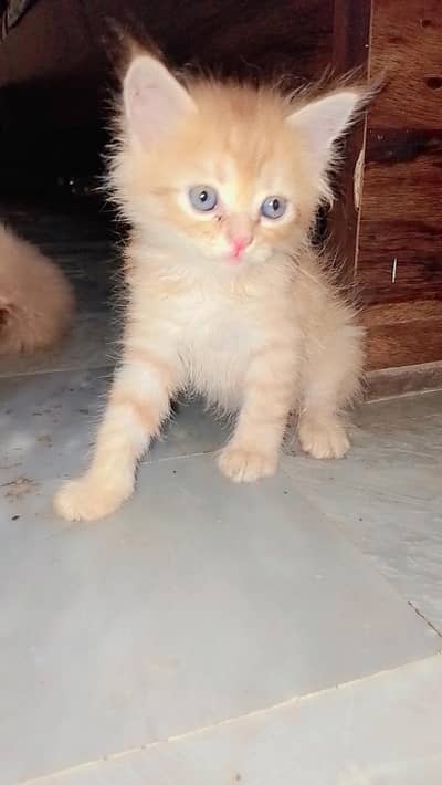 Persian kittens
