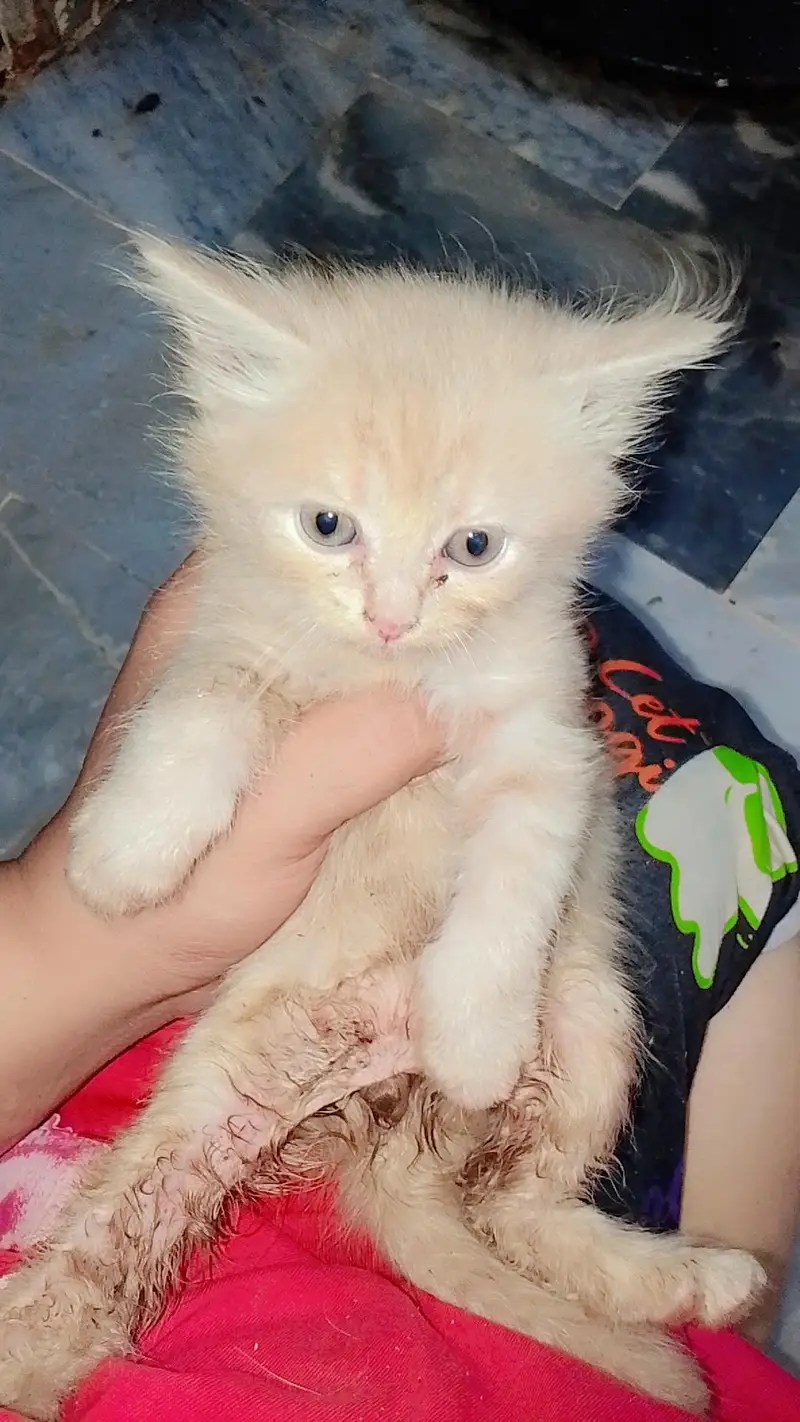 Persian kittens — photo 2