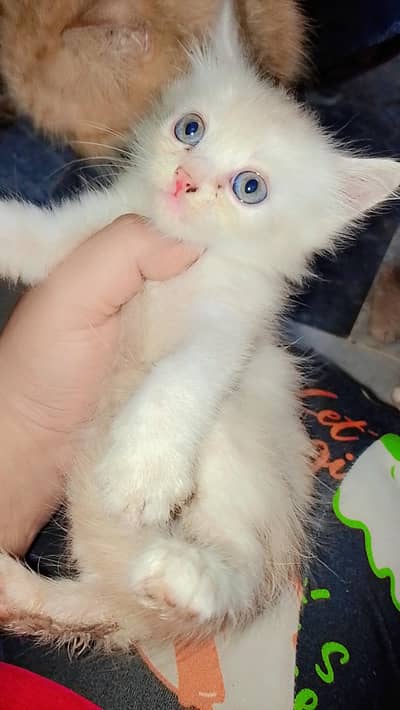 Persian kittens