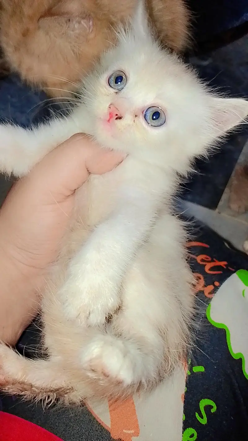 Persian kittens — photo 3