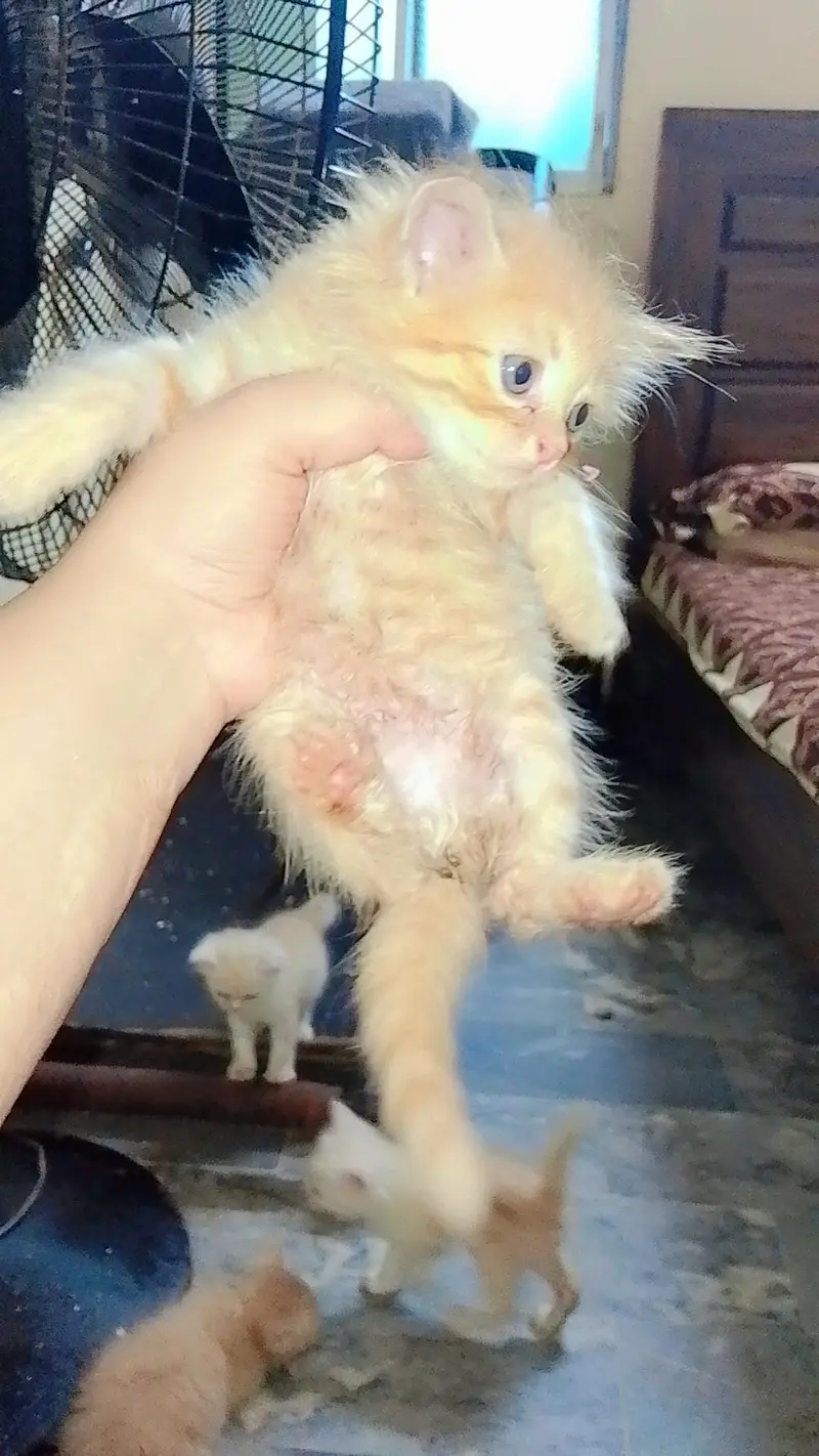 Persian kittens — photo 4