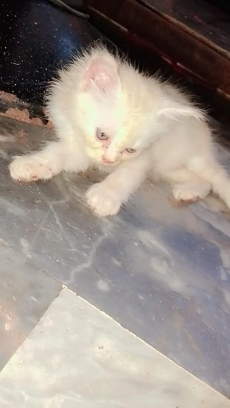 Persian kittens — photo 5