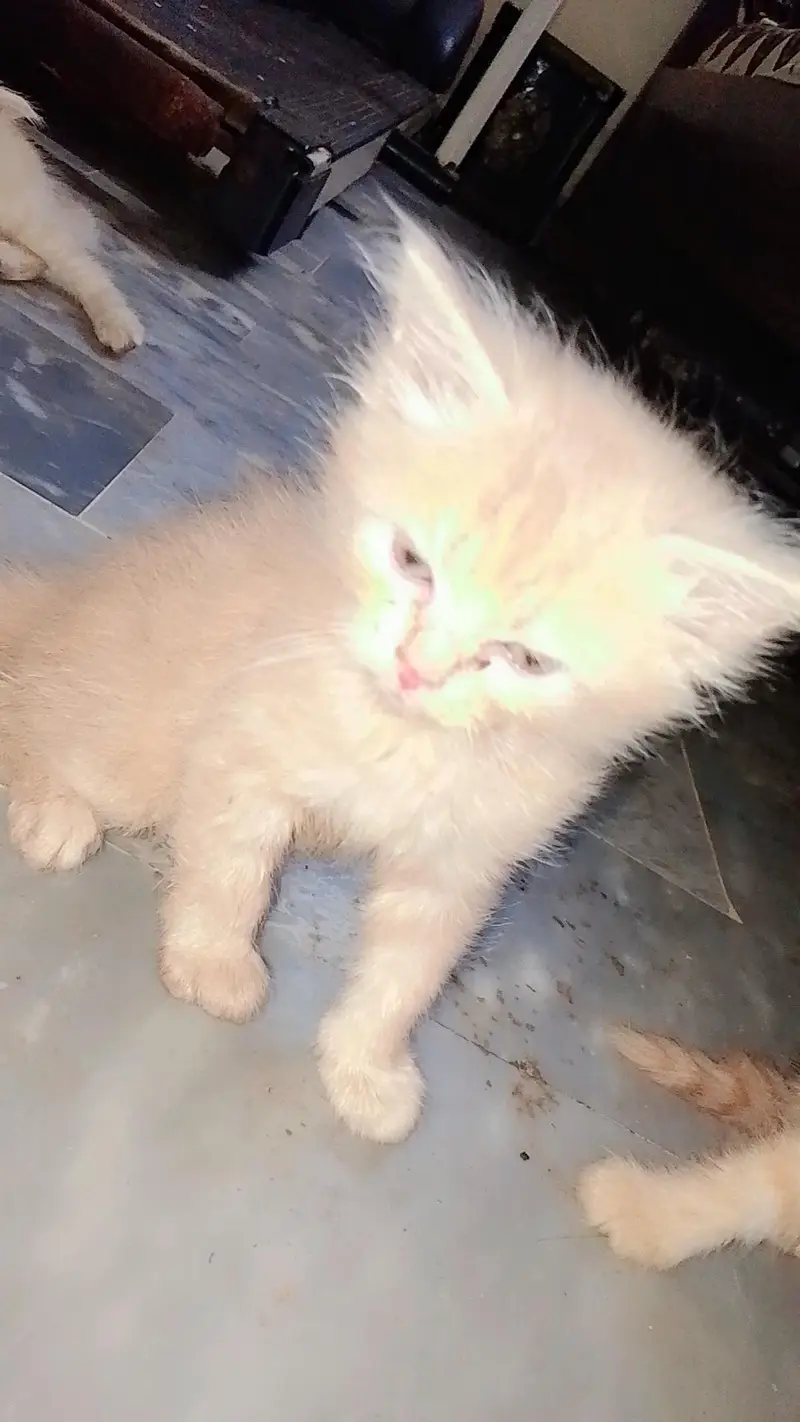 Persian kittens — photo 6