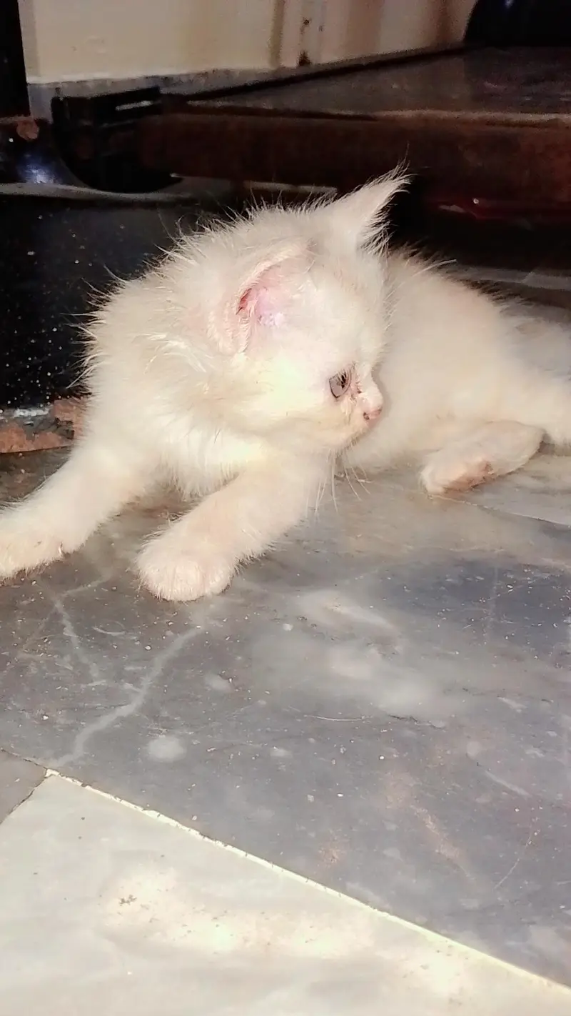 Persian kittens — photo 7