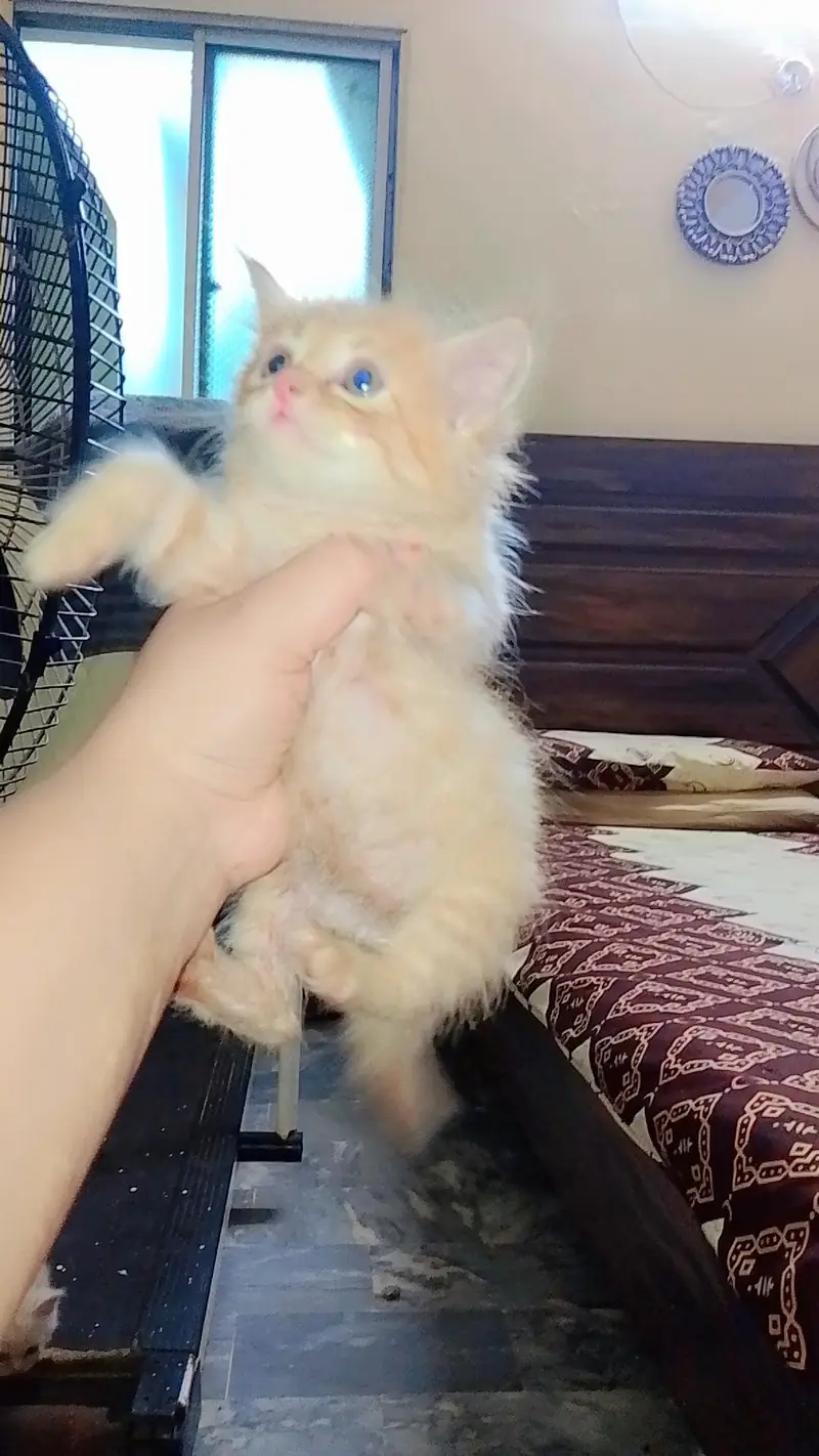 Persian kittens — photo 8