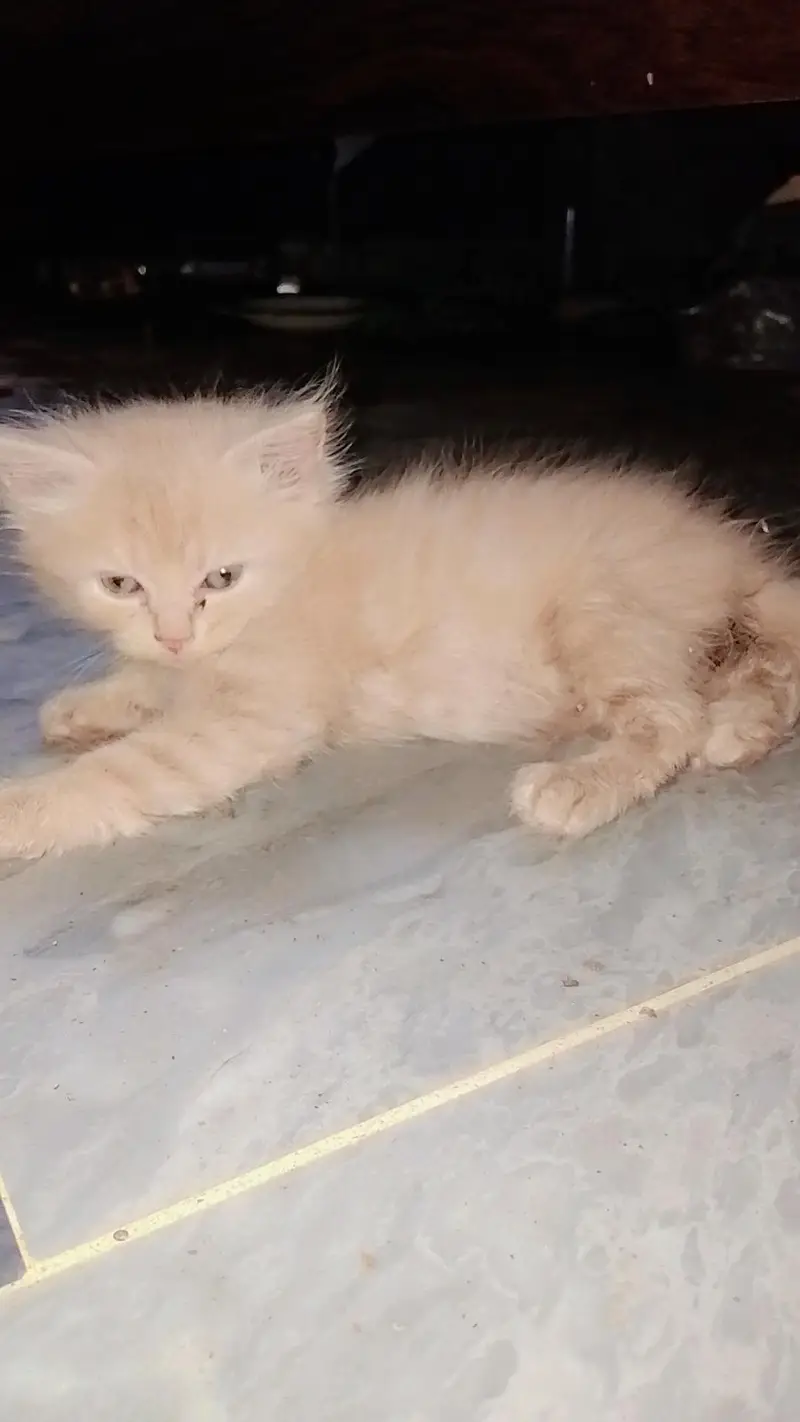 Persian kittens — photo 9