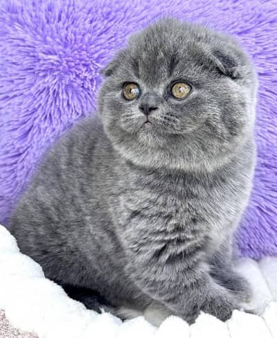 SCOTTISH FOLD PREMIUM QUALITY GREY KITTEN
