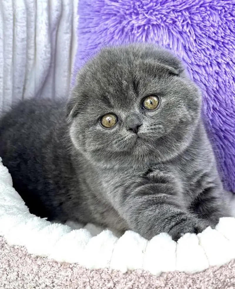SCOTTISH FOLD PREMIUM QUALITY GREY KITTEN — photo 2