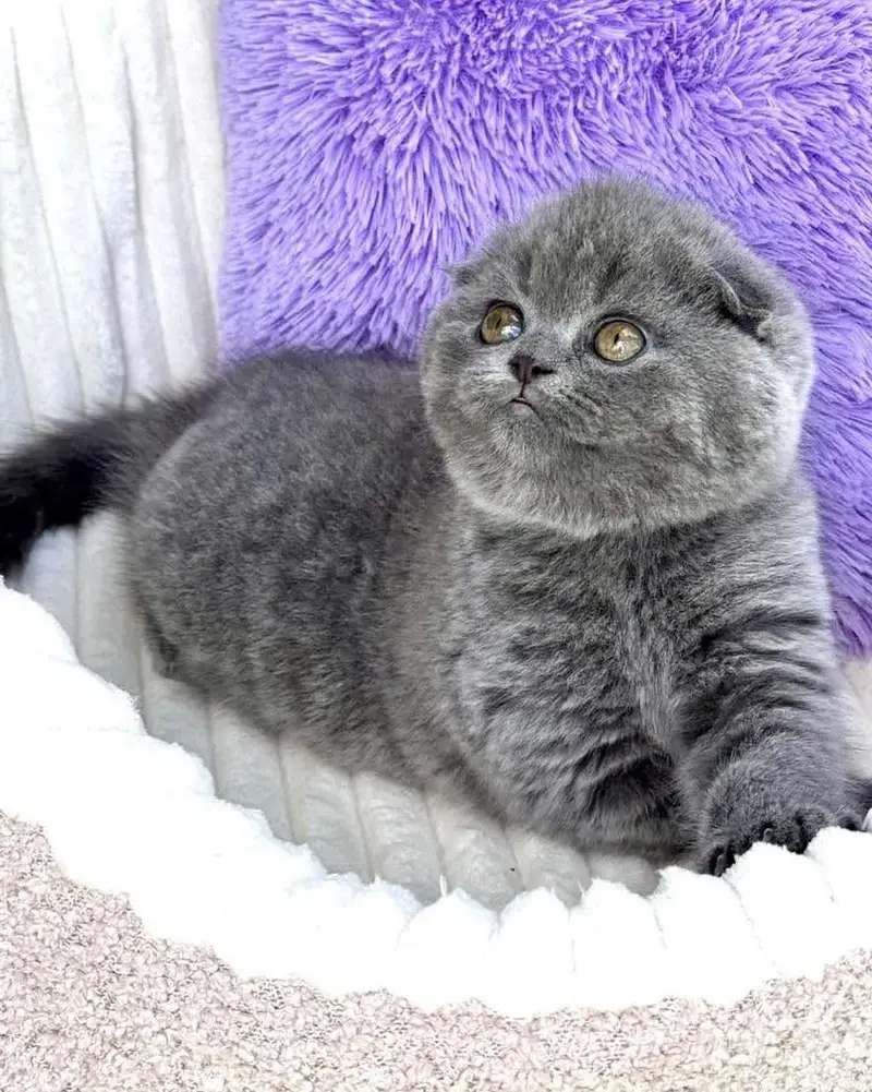 SCOTTISH FOLD PREMIUM QUALITY GREY KITTEN — photo 3