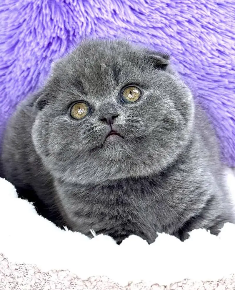 SCOTTISH FOLD PREMIUM QUALITY GREY KITTEN — photo 4