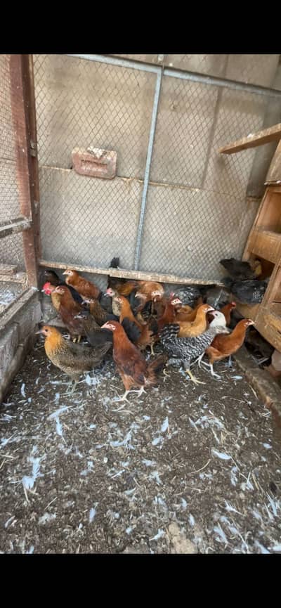 Golden misri fresh pathi 1.5 month tk anda start cargo available