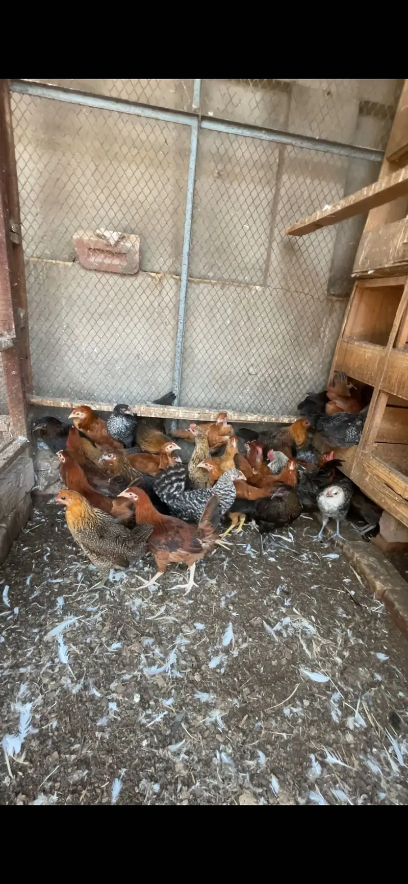 Golden misri fresh pathi 1.5 month tk anda start cargo available — photo 2