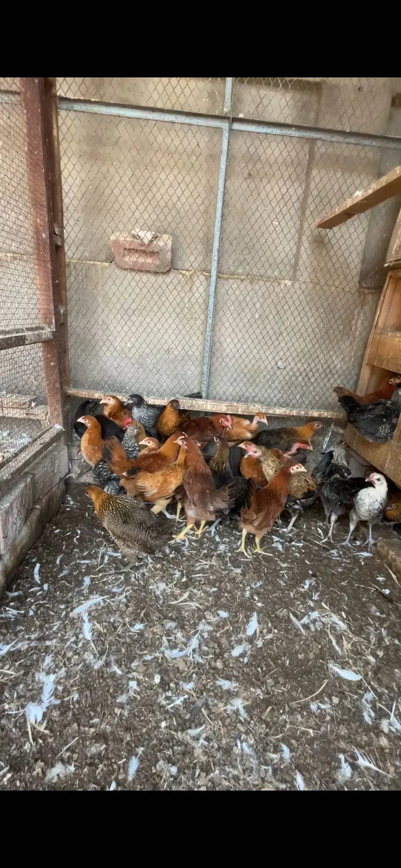 Golden misri fresh pathi 1.5 month tk anda start cargo available — photo 3