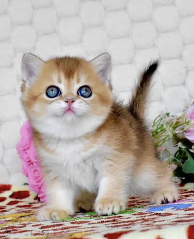 BRITISH SHORTHAIR | IMPORTED | GOLDEN KITTEN