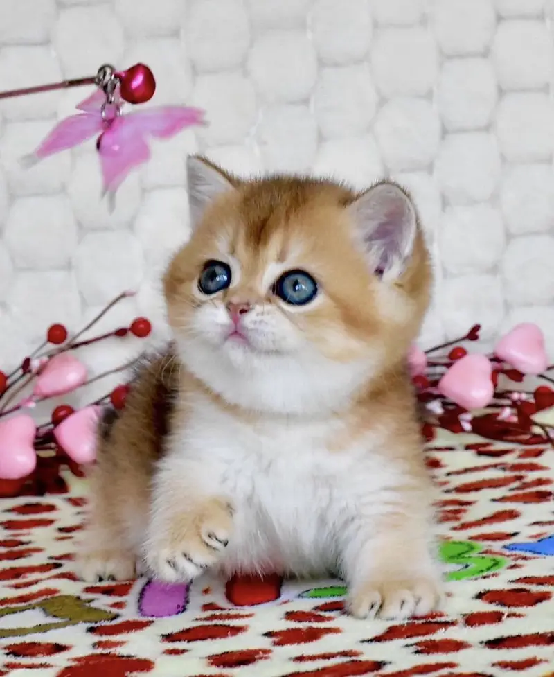 BRITISH SHORTHAIR | IMPORTED | GOLDEN KITTEN — photo 2