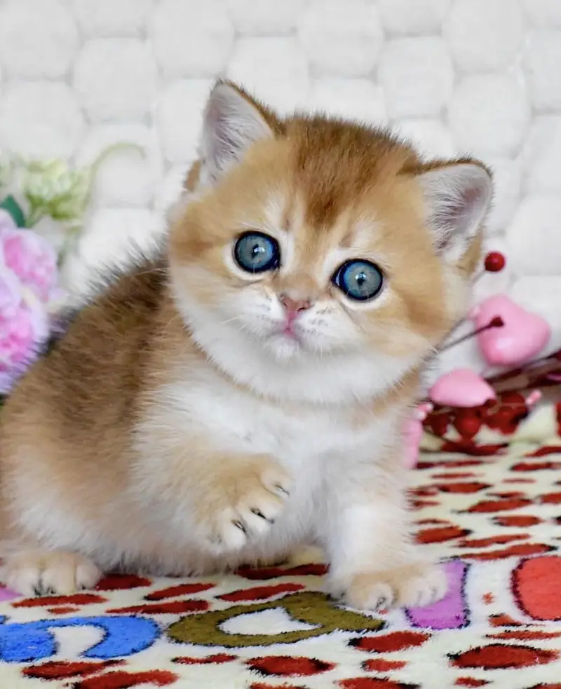 BRITISH SHORTHAIR | IMPORTED | GOLDEN KITTEN — photo 3